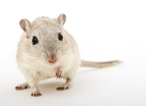 Les moyens naturels pour éloigner les rats de la maison