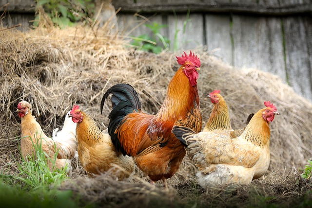 Explorez l’univers de la poule : tout ce que vous devez savoir pour réussir votre élevage
