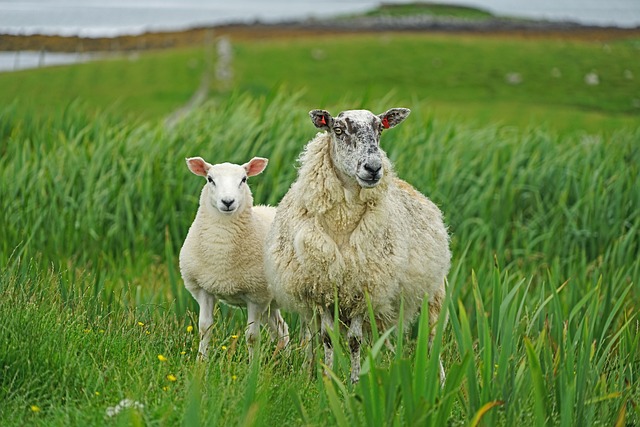 Les effets dévastateurs des parasites gastro-intestinaux sur les moutons