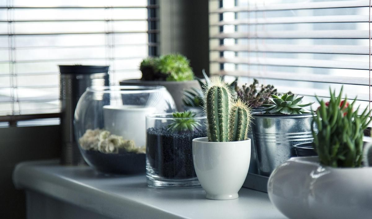 Potager sans fils ni prise : les solutions passives qui marchent Potager sans fils ni prise : les solutions passives qui marchent